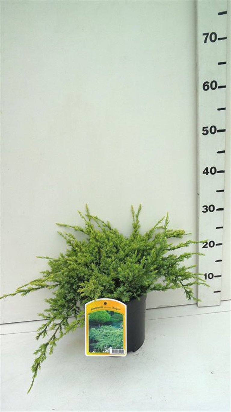 Juniperus squamata 'Holger' - C3 25-30 CM